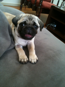 yet another fan of "mega couch"